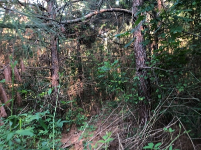 Land for Sale - Cleveland County, AR!! - image 6