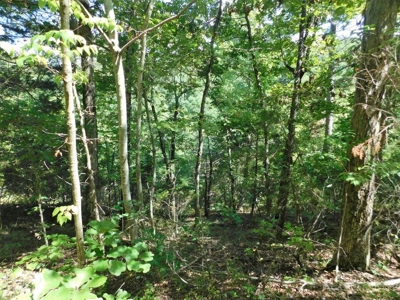 Land For Sale Bordering Ozark National Forest Arkansas - image 1