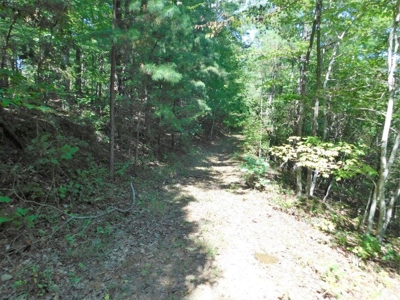 Land For Sale Bordering Ozark National Forest Arkansas - image 2