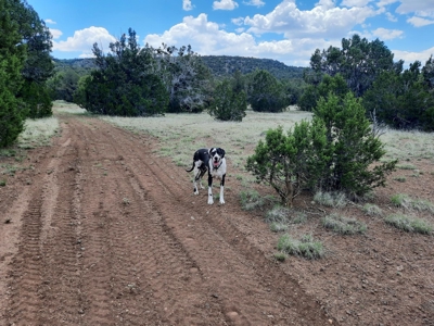 Gorgeous 43.9 Acre Off Grid Property In Northern Az ! - image 13