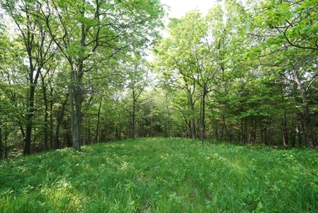 80 acres +/- and Currently Offers 9.39 Acres of Tillable Gro - image 39