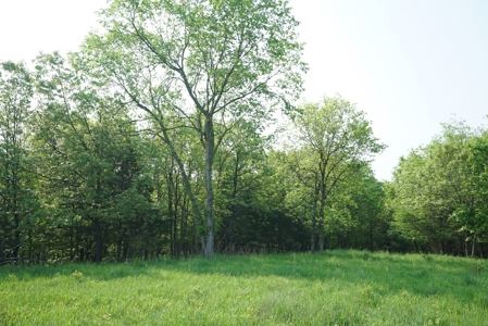80 acres +/- and Currently Offers 9.39 Acres of Tillable Gro - image 38