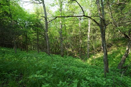 80 acres +/- and Currently Offers 9.39 Acres of Tillable Gro - image 35