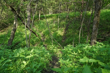 80 acres +/- and Currently Offers 9.39 Acres of Tillable Gro - image 36