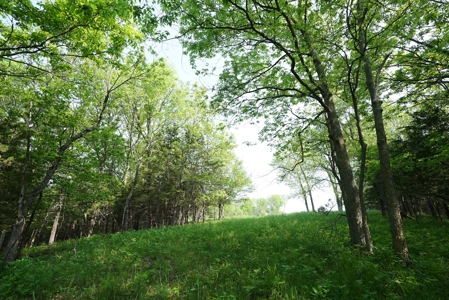 80 acres +/- and Currently Offers 9.39 Acres of Tillable Gro - image 40