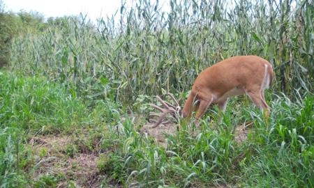 80 +/-Acres in 2 lots, 41.10 Tillable Ground Truro, IA - image 40