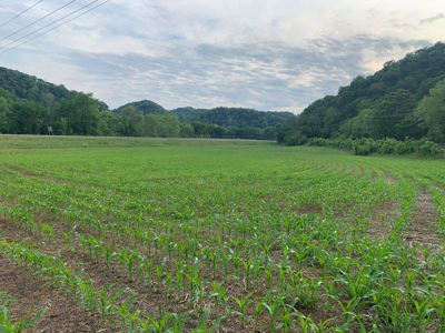 Acreage for Sale on Hwy 90 in Cumberland County, KY - image 9