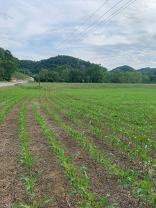 Acreage for Sale on Hwy 90 in Cumberland County, KY - image 10