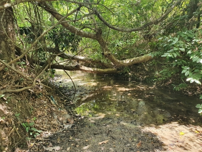 67 Hectares of prime land in Anton, on Via Interamericana - image 7