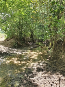 Prime land, Anton, on Via Interamericana starting at 11 Acre - image 6