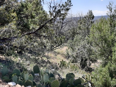 Remote 7.5 Acre Off-Grid Mountain Property - image 3