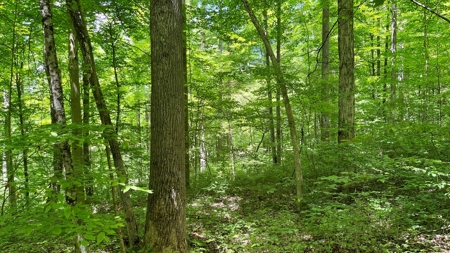 Washington County Ohio Land for Sale - image 19
