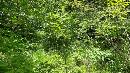 Washington County Ohio Land for Sale - image 17