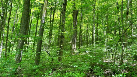 Washington County Ohio Land for Sale - image 11