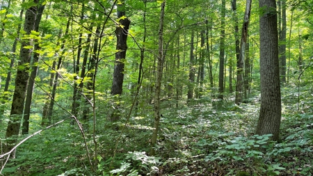 Washington County Ohio Land for Sale - image 8