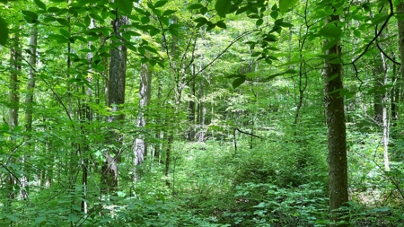 Washington County Ohio Land for Sale - image 20