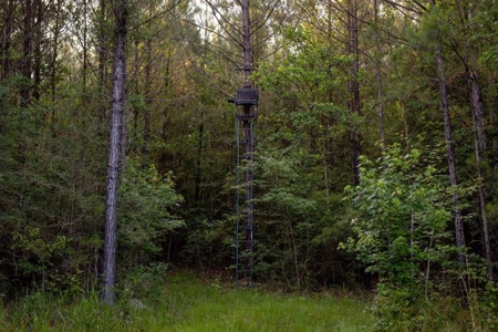 156 Acres for Sale Hunting Land in Pearl River County, MS - image 18