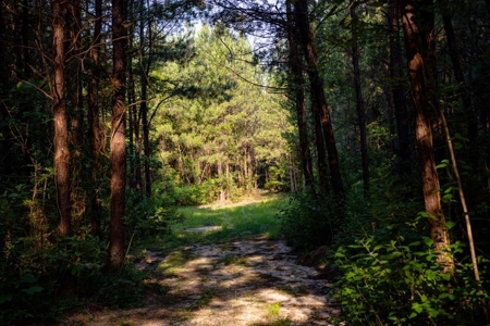 156 Acres for Sale Hunting Land in Pearl River County, MS - image 7
