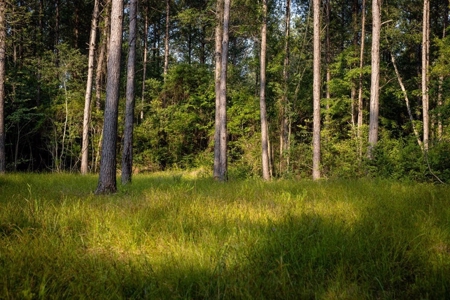 156 Acres for Sale Hunting Land in Pearl River County, MS - image 17