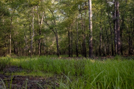 156 Acres for Sale Hunting Land in Pearl River County, MS - image 21