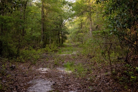156 Acres for Sale Hunting Land in Pearl River County, MS - image 13