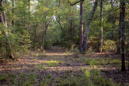 156 Acres for Sale Hunting Land in Pearl River County, MS - image 10