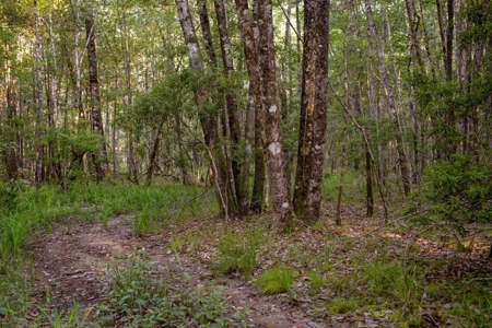 156 Acres for Sale Hunting Land in Pearl River County, MS - image 16