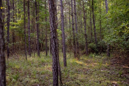 156 Acres for Sale Hunting Land in Pearl River County, MS - image 9