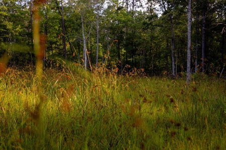 156 Acres for Sale Hunting Land in Pearl River County, MS - image 14