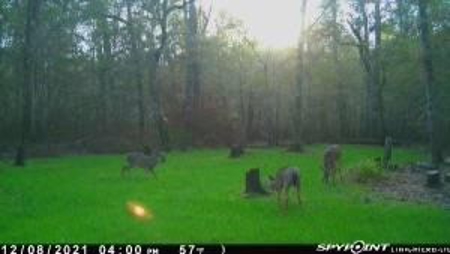 156 Acres for Sale Hunting Land in Pearl River County, MS - image 24