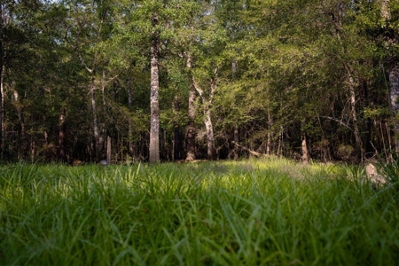 156 Acres for Sale Hunting Land in Pearl River County, MS - image 6