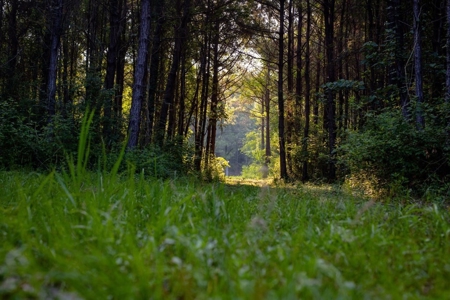 156 Acres for Sale Hunting Land in Pearl River County, MS - image 20