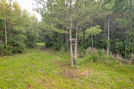 156 Acres for Sale Hunting Land in Pearl River County, MS - image 3