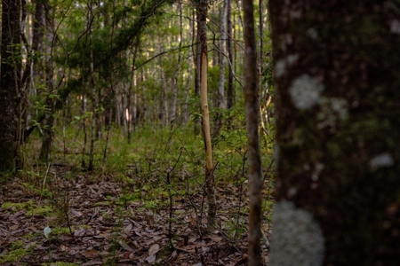 156 Acres for Sale Hunting Land in Pearl River County, MS - image 15