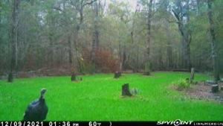 156 Acres for Sale Hunting Land in Pearl River County, MS - image 25