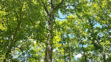Jackson County Ohio Land for Sale - image 27