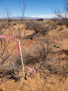 Online Auction 56+/- Acres Ranch Land (Mcneal/Tombstone, Az) - image 22