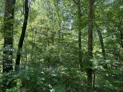 Land for Sale - Near Emerson, AR!! - image 13