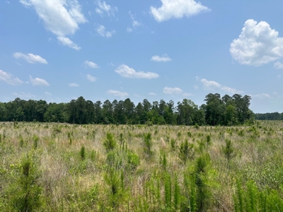 Land for Sale - Near Emerson, AR!! - image 1