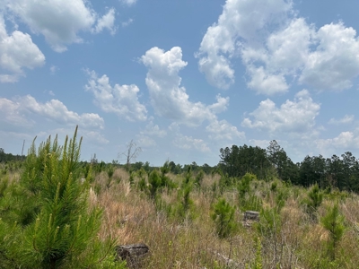 Land for Sale - Near Emerson, AR!! - image 8
