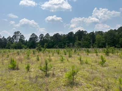 Land for Sale - Near Emerson, AR!! - image 7