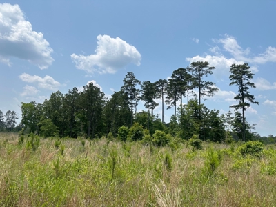 Land for Sale - Near Emerson, AR!! - image 3
