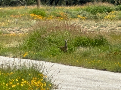 Home Lot 1018 Kings Point Cove Resort Brownwood Brown Texas - image 11