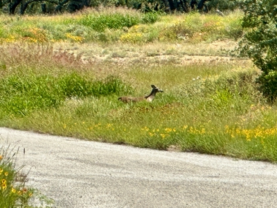 Home Lot 1018 Kings Point Cove Resort Brownwood Brown Texas - image 12