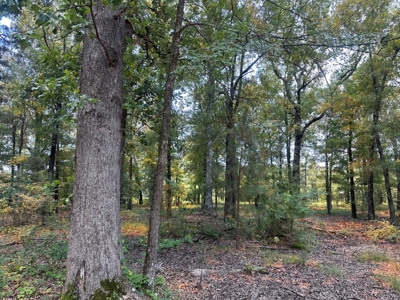 Lafayette County - Bradley, AR - Land for Sale! - image 3