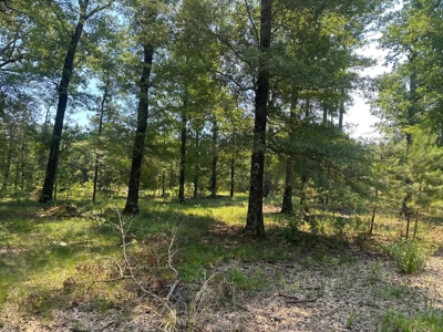 Lafayette County - Bradley, AR - Land for Sale! - image 4