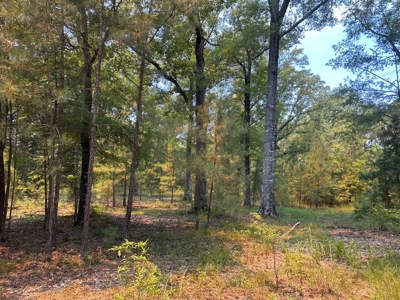 Lafayette County - Bradley, AR - Land for Sale! - image 5