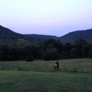 Ozark Mountain Large Farm Acreage with Creek for Sale - image 29