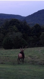 Ozark Mountain Large Farm Acreage with Creek for Sale - image 3