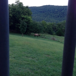 Ozark Mountain Large Farm Acreage with Creek for Sale - image 30